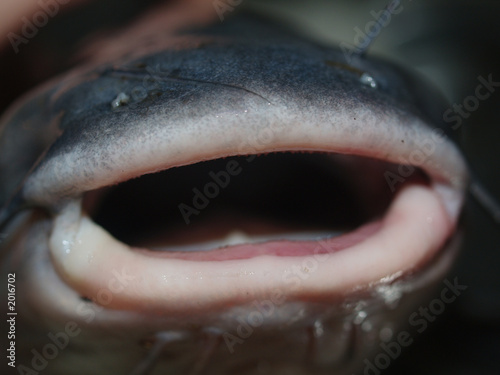 catfish mouth macro