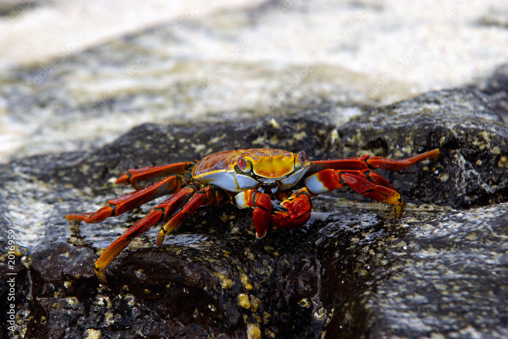 sally lightfoot crab