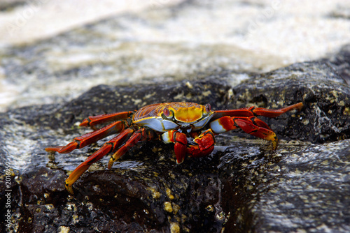 sally lightfoot crab photo