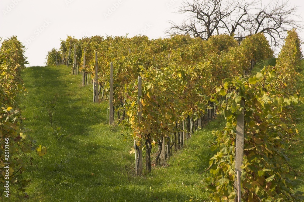 vineyards in autum