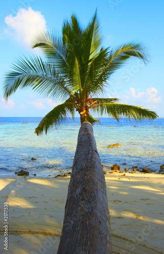 nice palm tree photo