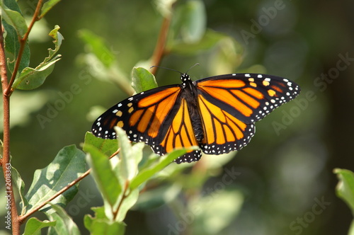 monarch butterfly
