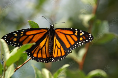 monarch butterfly