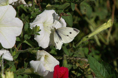 cabbage white butterfly