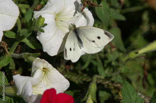 cabbage white butterfly