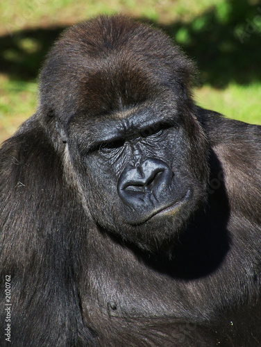 gorilla © Timothy Lubcke