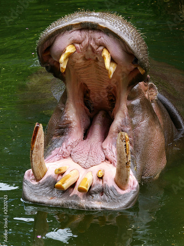 Canvas-taulu hippo