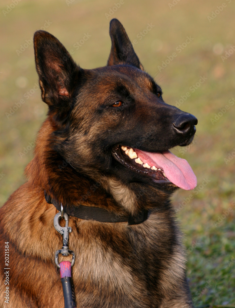 profil de malinois profil de malinois