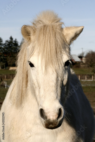 mon ami tous blanc