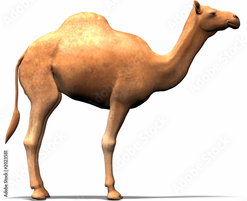 camel photo