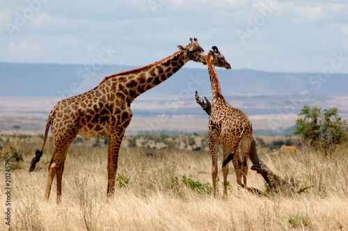 Canvas Print giraffe in masai mara, kenya