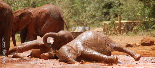 baby elephant