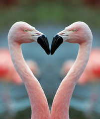 Poster Flamingo Twee flamingo's vormen hartvorm  © Eric Gevaert