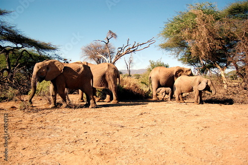 elephants in samburu national reserve  kenya