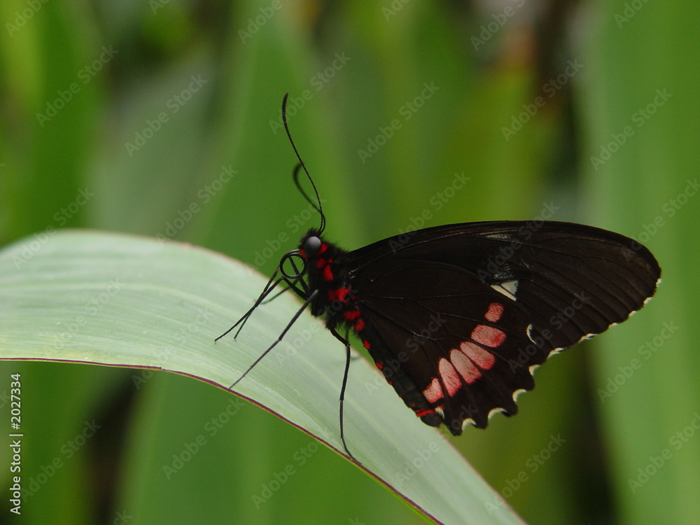 Fototapeta premium fluginsekt