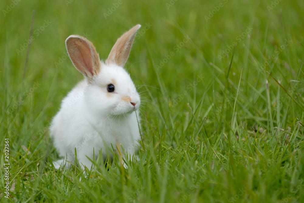 Naklejka premium white rabbit on the grass