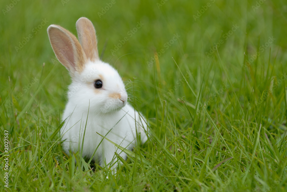Fototapeta premium biały królik na trawie