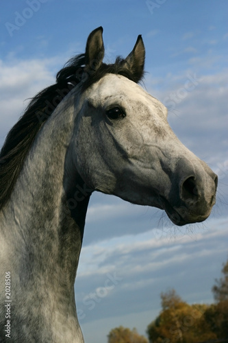 horse shagya arab © Petr Mašek
