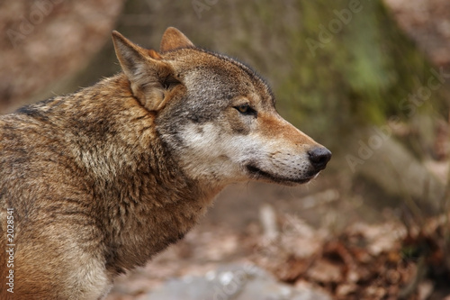 gray wolf © Petr Mašek