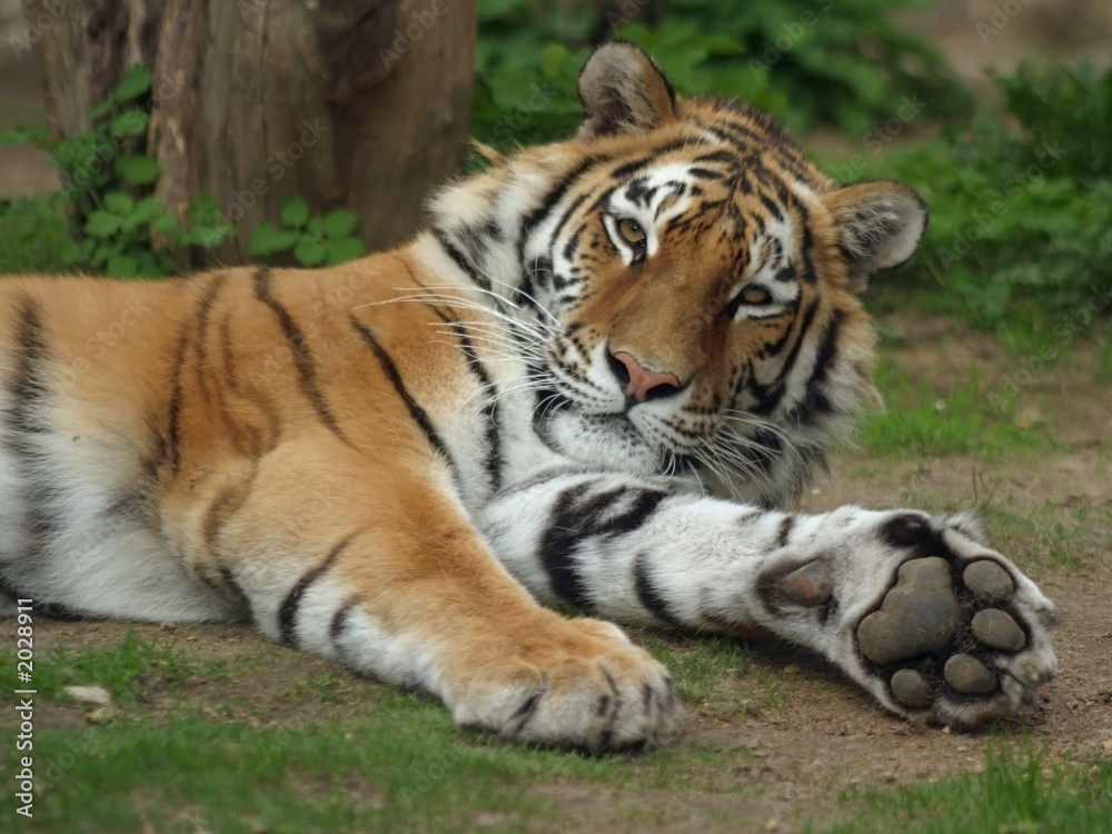 Naklejka premium siberian tiger, amur tiger