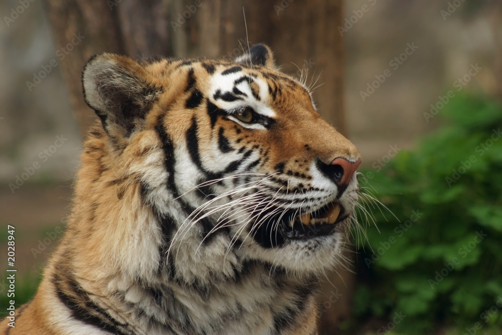 Fototapeta premium siberian tiger, amur tiger