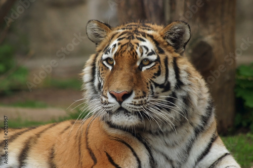 siberian tiger   amur tiger