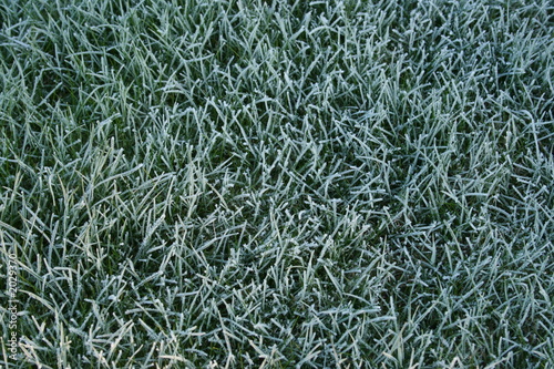 frozen grass background