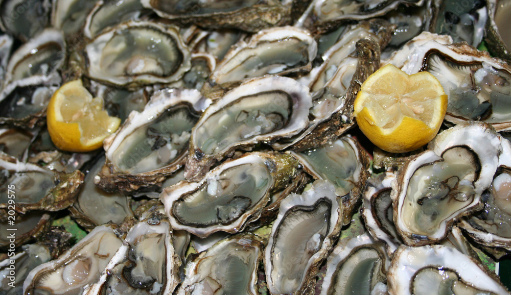 fresh oysters ready to eat fresh oysters ready to eat