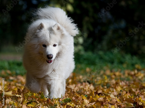 samoyed on the run