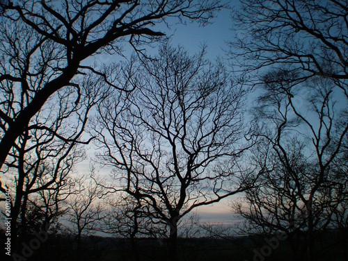 trees on a winter night