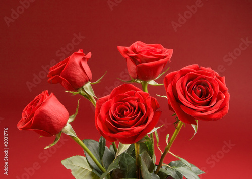 bouquet of roses on the red background
