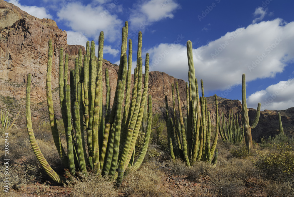 organ pipe cactus