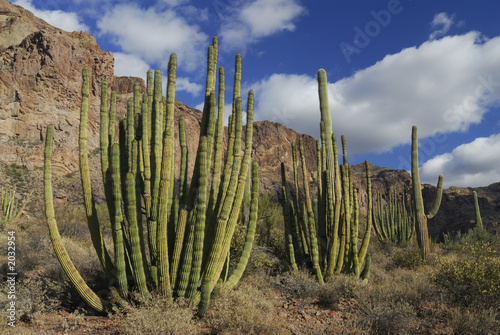 organ pipe cactus