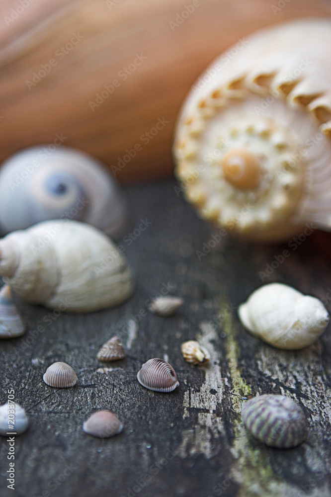 sea shell selections