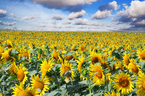 tournesols et ciel