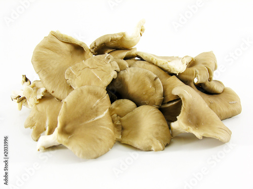 champignons pleurottes