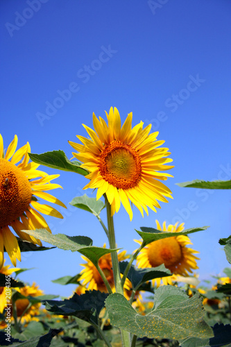 tournesol