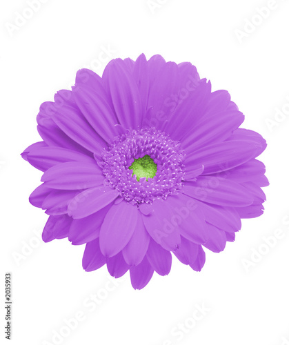 isolated purple gerbera on pure white background