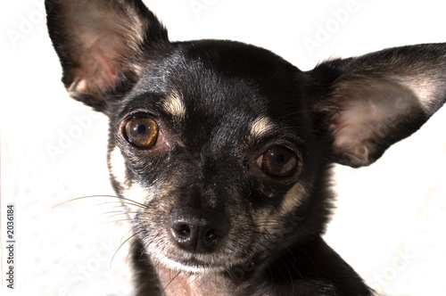 black chihuahua