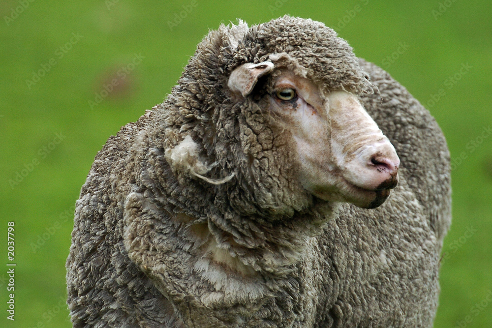 sheep 4 sheep 4