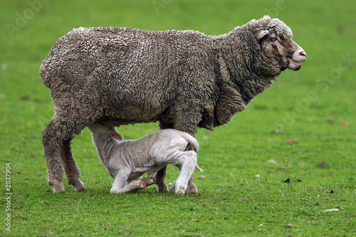 sheep and lamb 2 photo