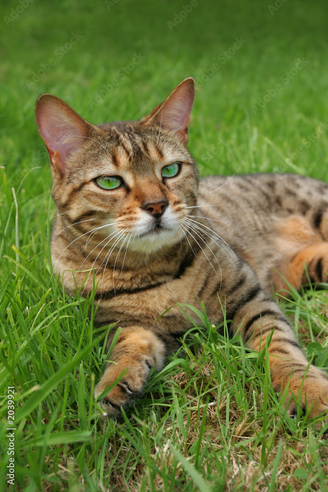 bengali cat