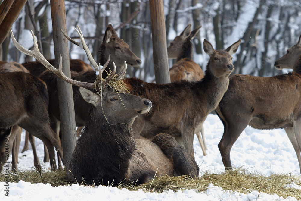 Fototapeta premium deer