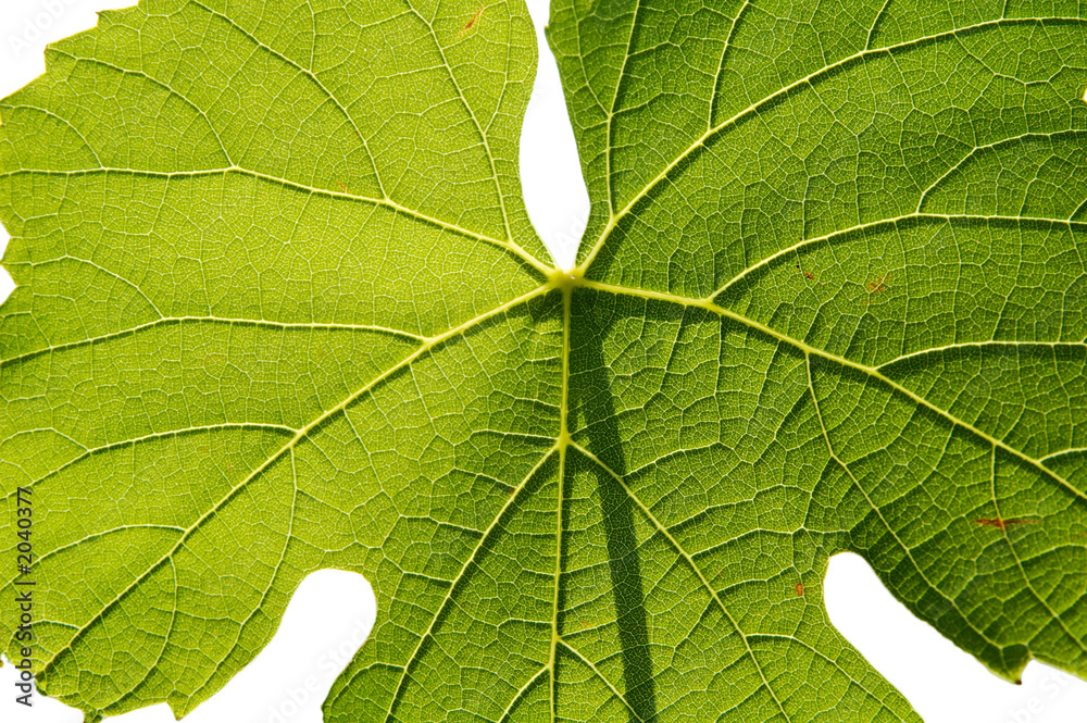 Obraz premium isolated gamay leaf on white background