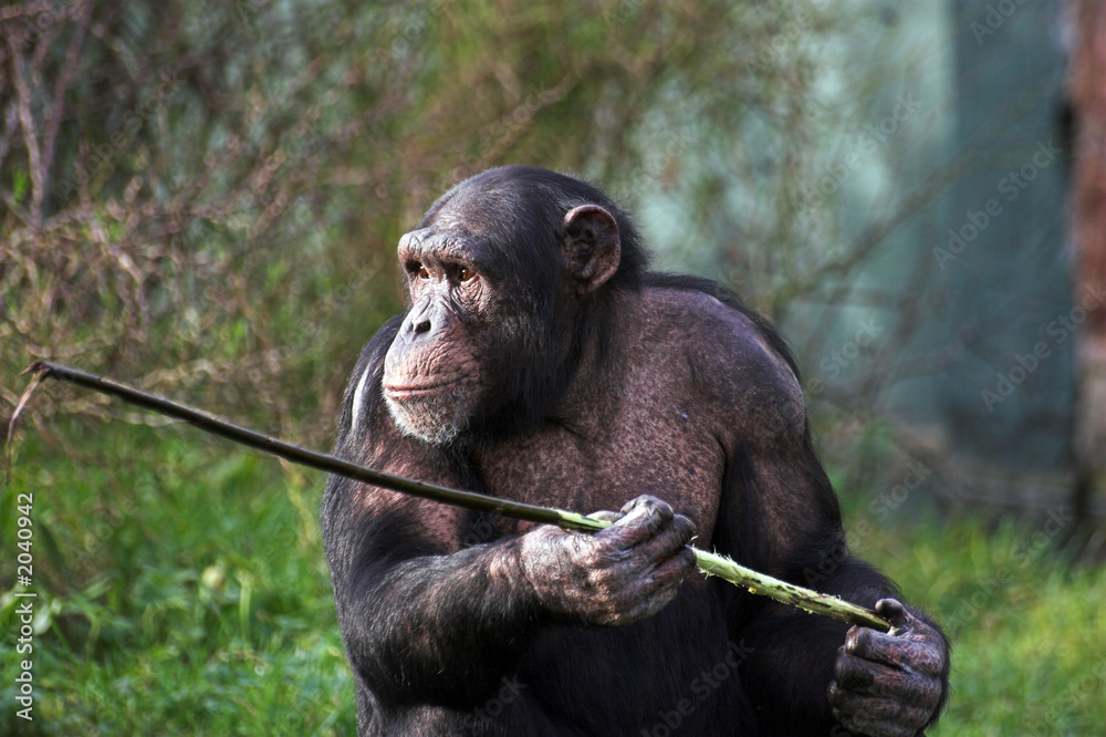 Obraz premium chimp