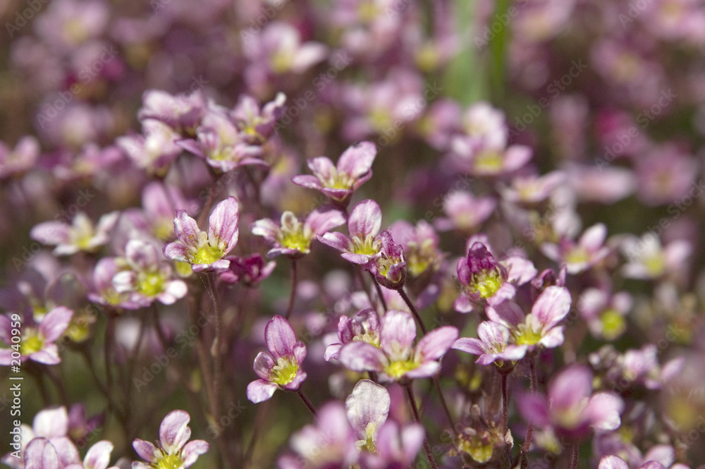 pink flowers backgrounds