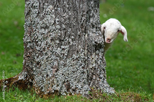 curious lamb
