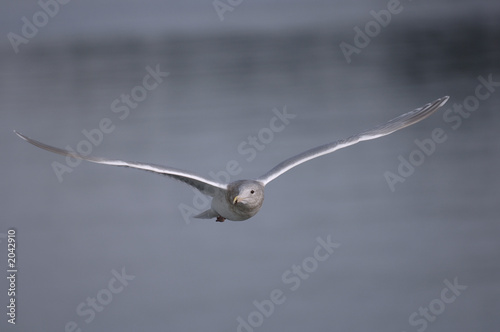solo seagull in flight