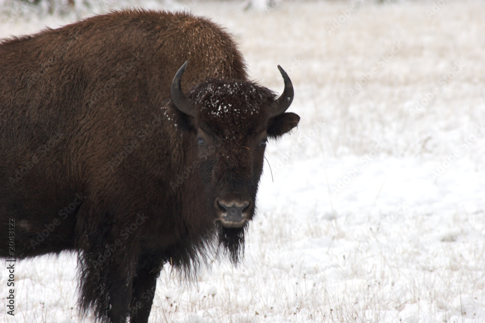 bison stare in the snow bison stare in the snow