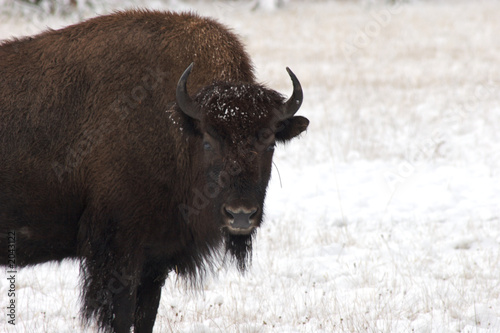 bison stare in the snow